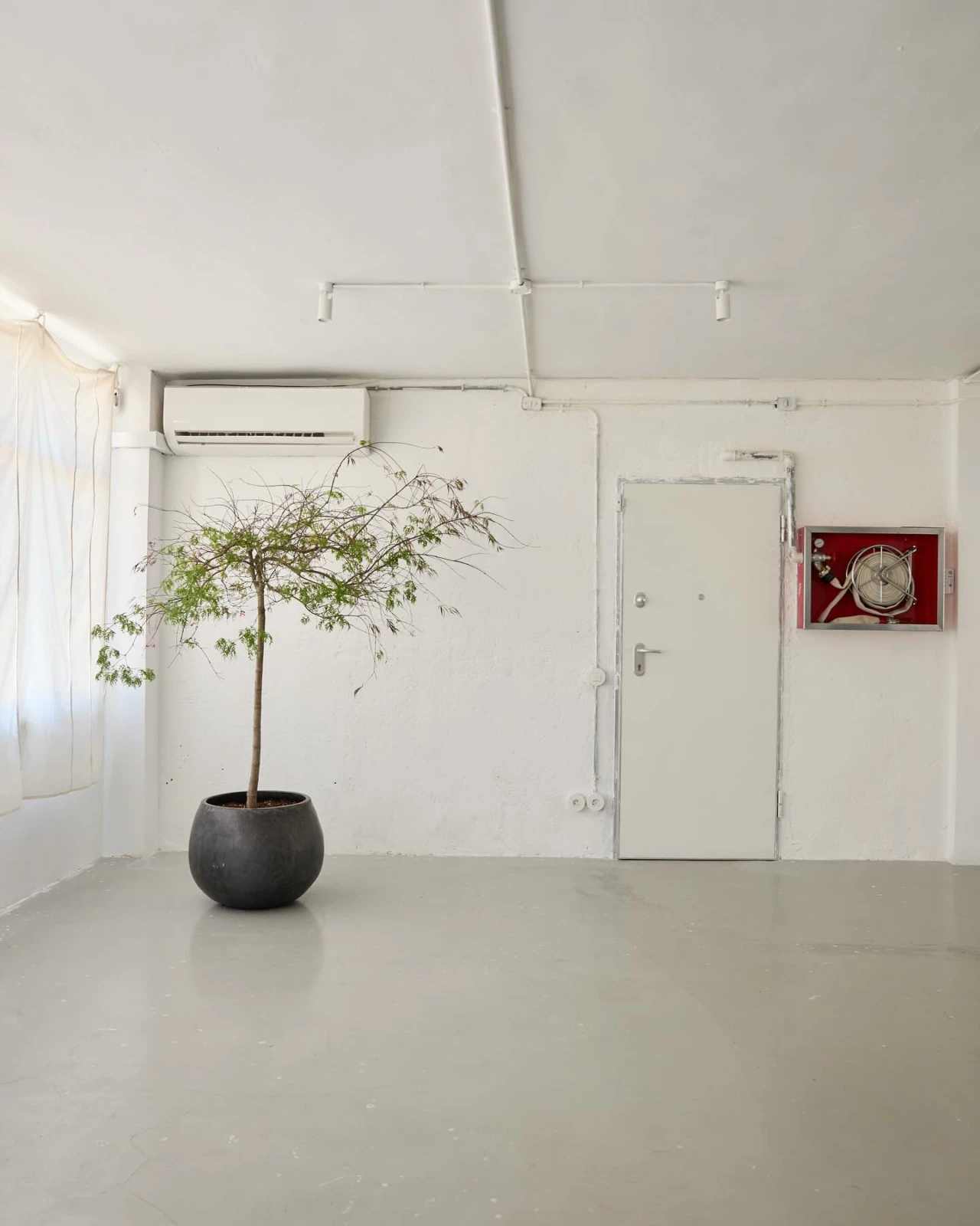 Cartulina — production — imagen 13